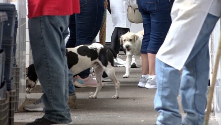 Perros Y Gatos Prohibidos En El Mercado Hidalgo Tv Guanajuato